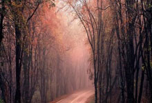 NBA战报:布朗缺阵&塔图姆25+14,凯尔特人117-103力擒灰熊.